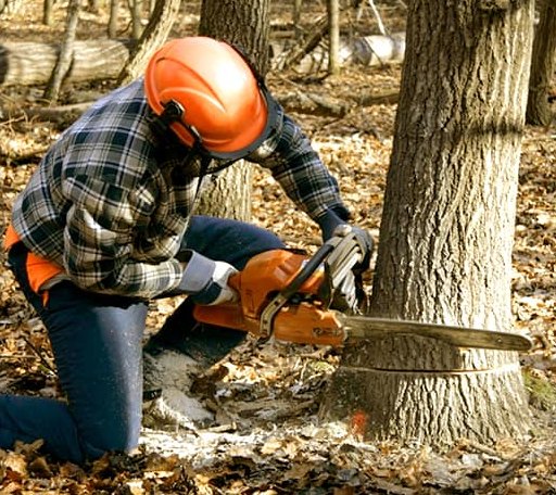 Tree Removal in Eden, WI